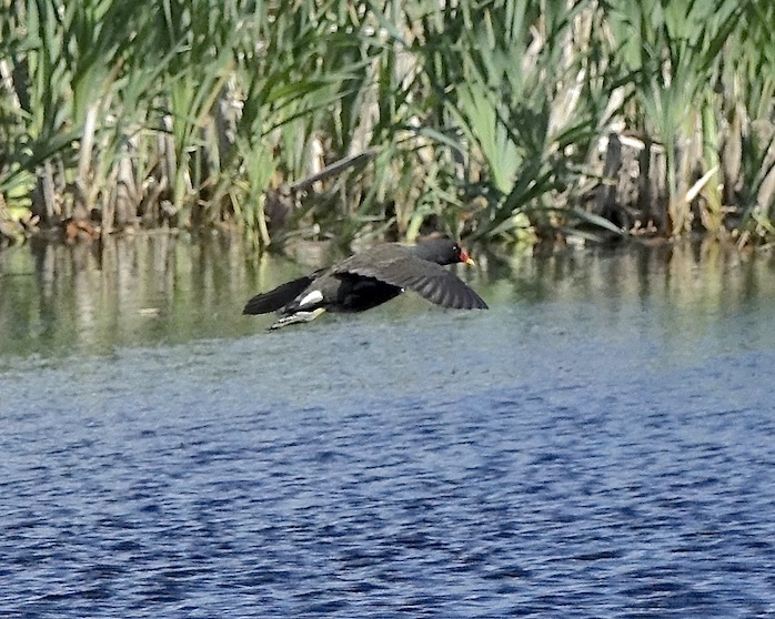 moorhen